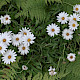Osteospermum jucundum