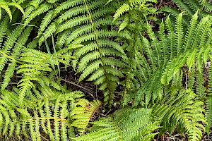 Lemon-scented Fern: Oreopteris limbosperma