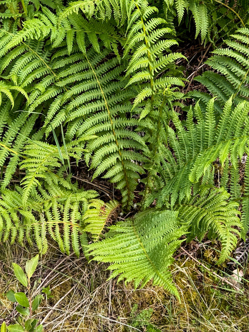 Oreopteris limbosperma - &copy; Charles Hipkin