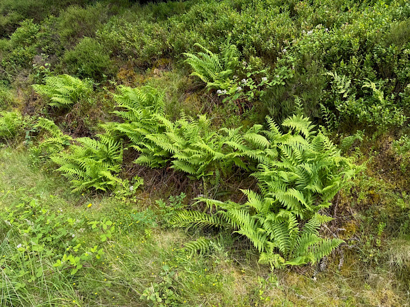 Oreopteris limbosperma - &copy; Charles Hipkin