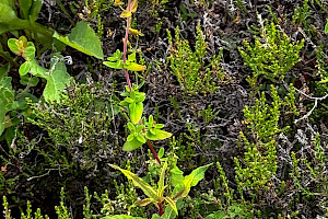 Slender St John's-wort: Hypericum pulchrum