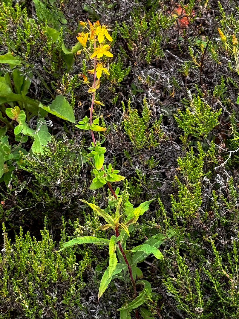 Hypericum pulchrum - &copy; Charles Hipkin