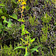 Hypericum pulchrum
