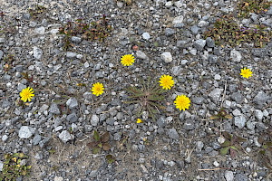Lesser Hawkbit: Leontodon saxatilis