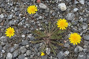 Leontodon saxatilis Lesser Hawkbit