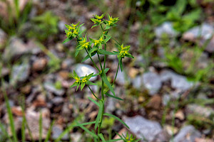 Euphorbia exigua Dwarf Spurge