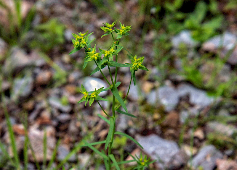 Euphorbia exigua - &copy; Charles Hipkin