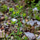 Euphorbia exigua