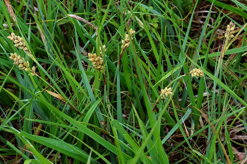 Carex panicea - &copy; Charles Hipkin