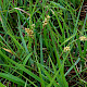 Carex panicea
