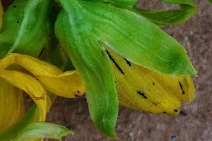 H. maculatum x perforatum: Hypericum x desetangsii