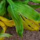 Hypericum x desetangsii
