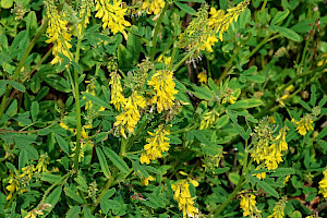 Melilotus altissimus Tall Melilot