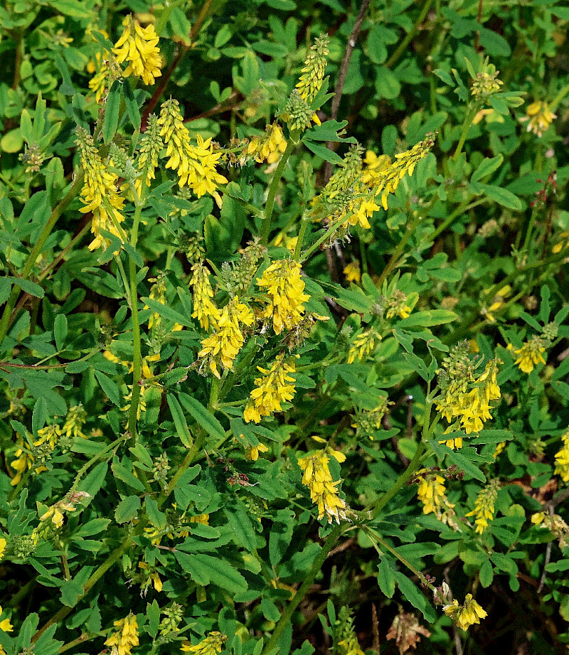 Melilotus altissimus - &copy; Charles Hipkin