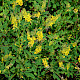 Melilotus altissimus
