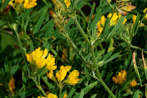 Medicago sativa subsp. falcata Sickle Medick