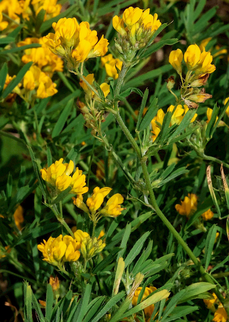 Medicago sativa subsp. falcata - &copy; Charles Hipkin