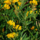 Medicago sativa subsp. falcata