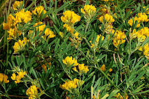 Sickle Medick: Medicago sativa subsp. falcata