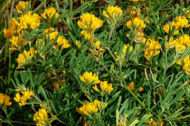 Medicago sativa subsp. falcata - &copy; Charles Hipkin
