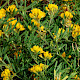 Medicago sativa subsp. falcata