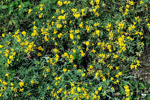 Sickle Medick: Medicago sativa subsp. falcata