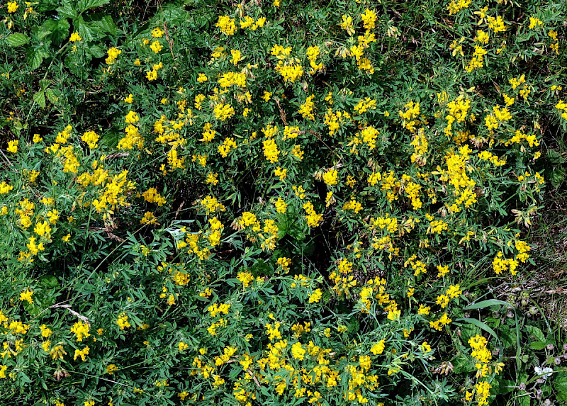Medicago sativa subsp. falcata - &copy; Charles Hipkin