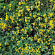 Medicago sativa subsp. falcata