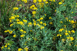 Sickle Medick: Medicago sativa subsp. falcata