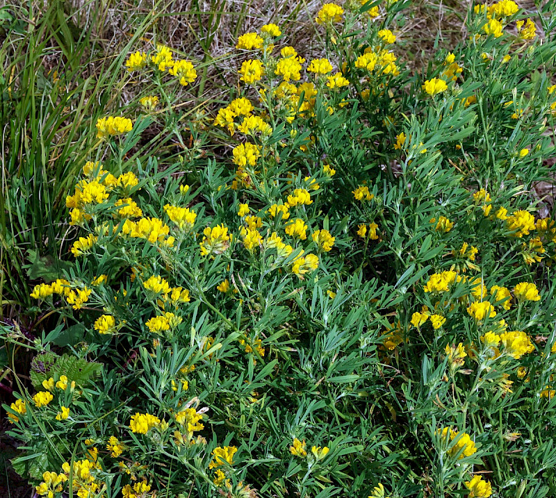 Medicago sativa subsp. falcata - &copy; Charles Hipkin