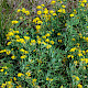 Medicago sativa subsp. falcata