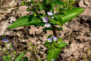 Blue Water-speedwell: Veronica anagallis-aquatica