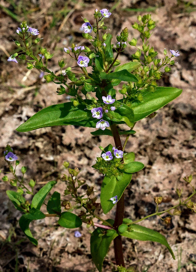 Veronica anagallis-aquatica - &copy; Charles Hipkin