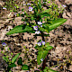 Veronica anagallis-aquatica