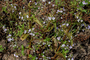 Blue Water-speedwell: Veronica anagallis-aquatica