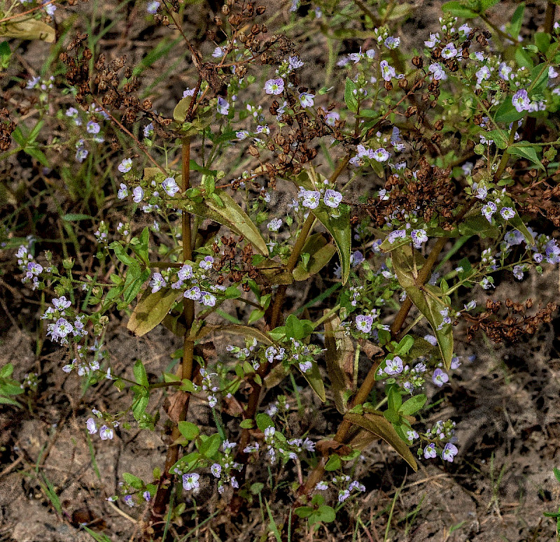 Veronica anagallis-aquatica - &copy; Charles Hipkin