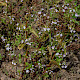 Veronica anagallis-aquatica