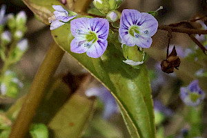 Blue Water-speedwell: Veronica anagallis-aquatica