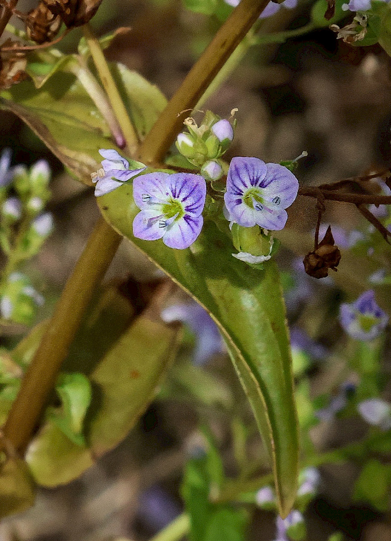 Veronica anagallis-aquatica - &copy; Charles Hipkin