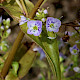 Veronica anagallis-aquatica