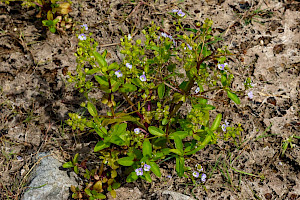 Blue Water-speedwell: Veronica anagallis-aquatica
