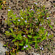Veronica anagallis-aquatica