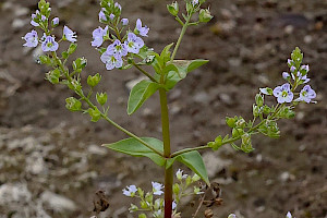 Veronica anagallis-aquatica Blue Water-speedwell