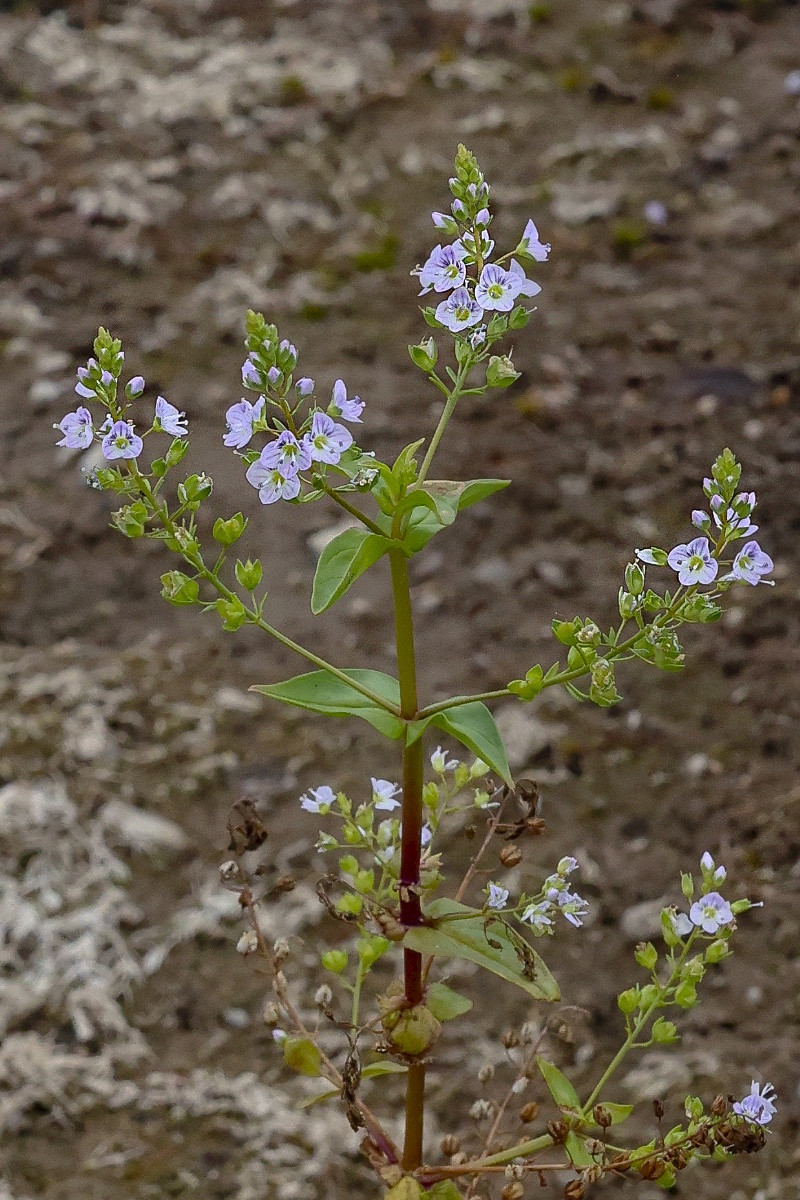 Veronica anagallis-aquatica - &copy; Charles Hipkin