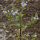 Veronica anagallis-aquatica