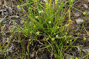 Lesser Water-plantain: Baldellia ranunculoides