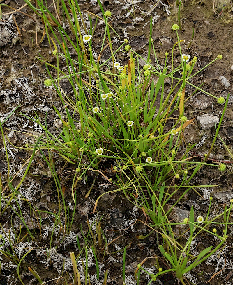 Baldellia ranunculoides - &copy; Charles Hipkin