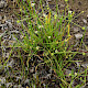 Baldellia ranunculoides