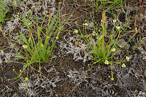 Lesser Water-plantain: Baldellia ranunculoides