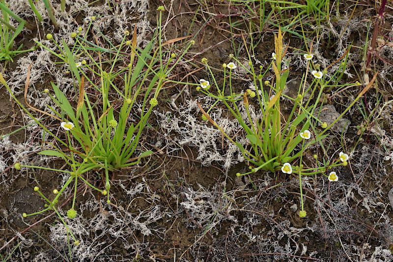 Baldellia ranunculoides - &copy; Charles Hipkin